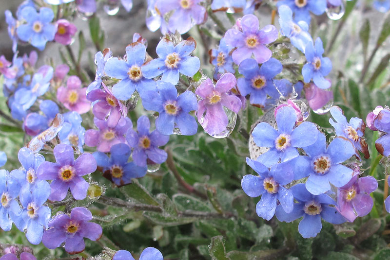 IMG_0605  flowers.jpg