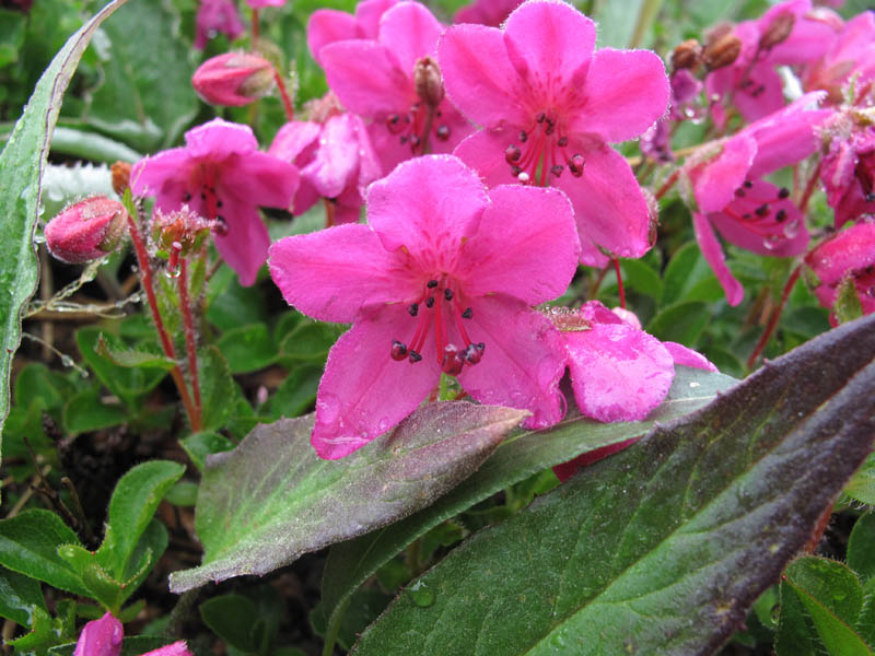 IMG_0632 flowers.jpg