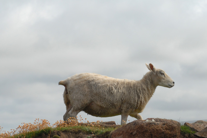 DSC_2654 sheep
