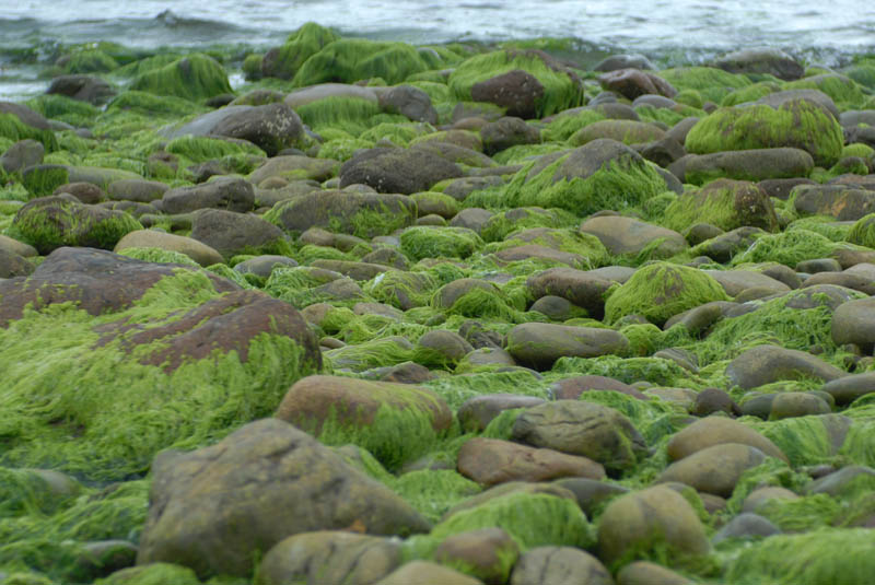 DSC_2683 pebbled beach and seaweed