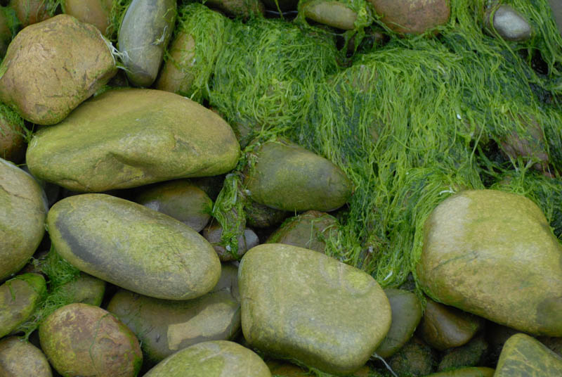 DSC_2681 pebbled beach