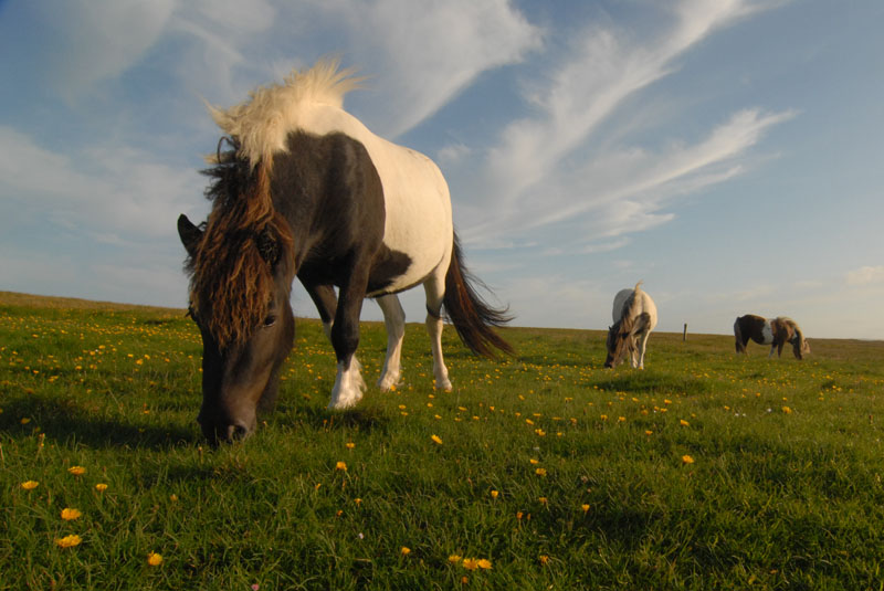 DSC_2585 Fetlar Ponys.