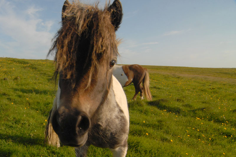 DSC_2545 Shetland pony