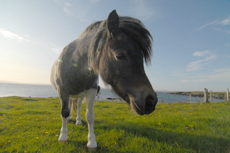 DSC_2593 Pony