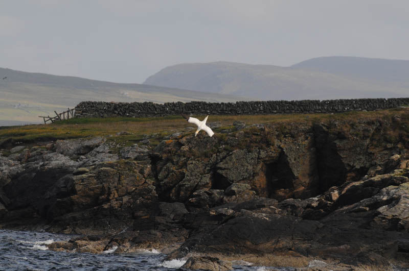 DSC_7213 Diving Gannet Fetlar.