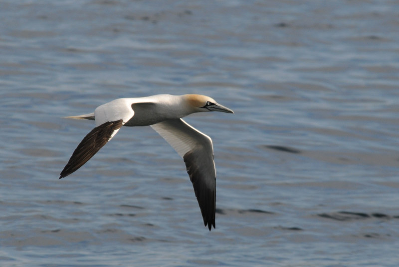  Jan van Gent - Gannet - Morus bassanas