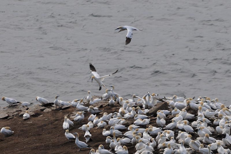 Jan van Gent - Gannet - Morus bassanas