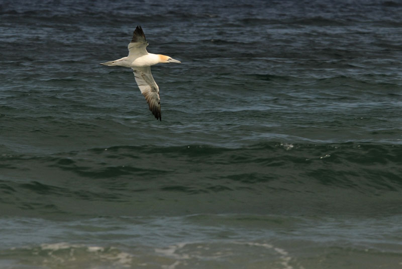Jan van Gent - Gannet - Morus bassanas