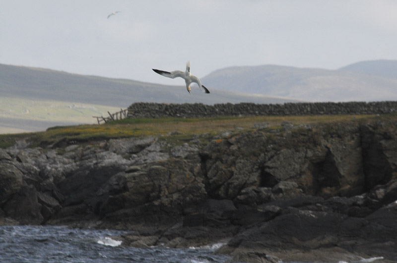 DSC_7227 Gannet