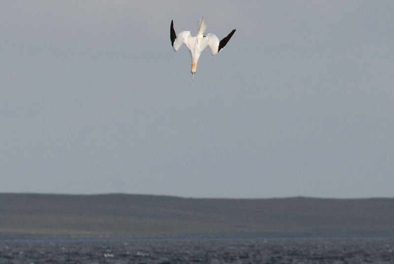 Jan van Gent - Gannet - Morus bassanas