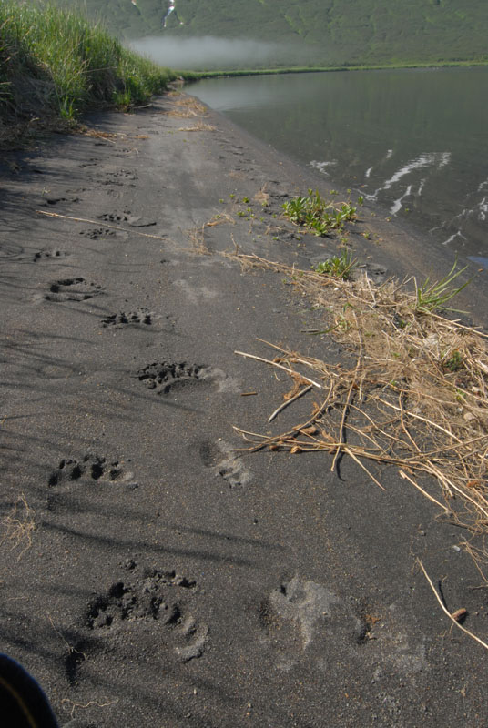DSC_2427  Kamchatka  Brown Bear