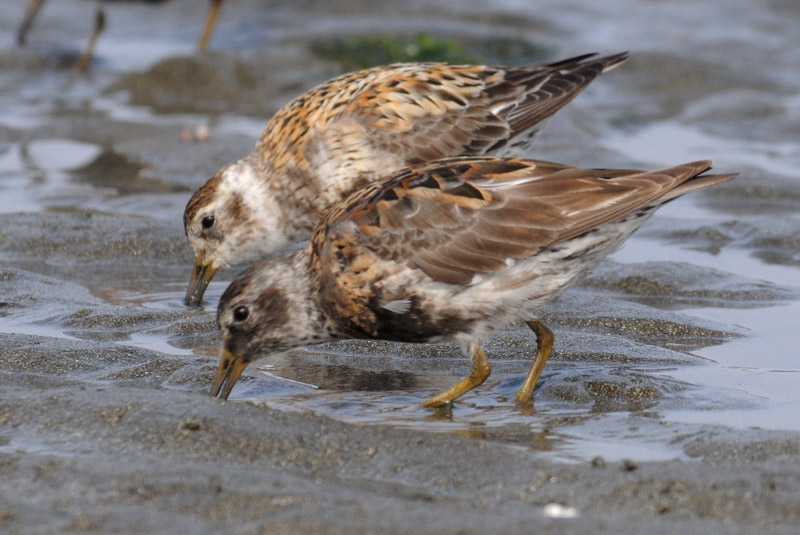   Rock Sandpiper