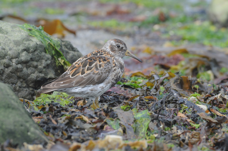 Rock Sandpiper