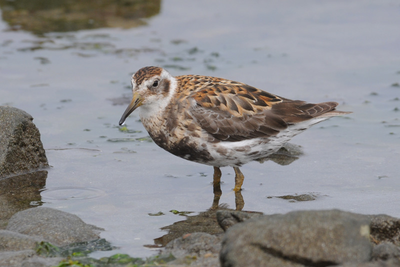   Rock Sandpiper.