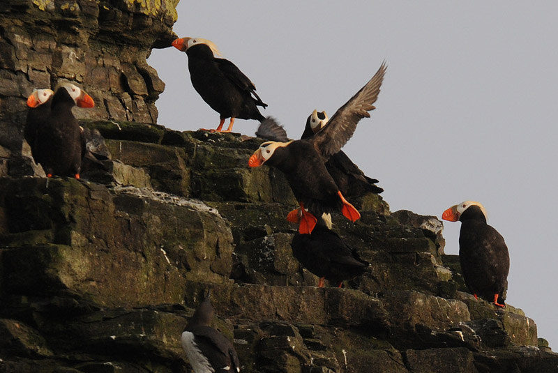 Tufted Puffin [Fratercula cirrhata]