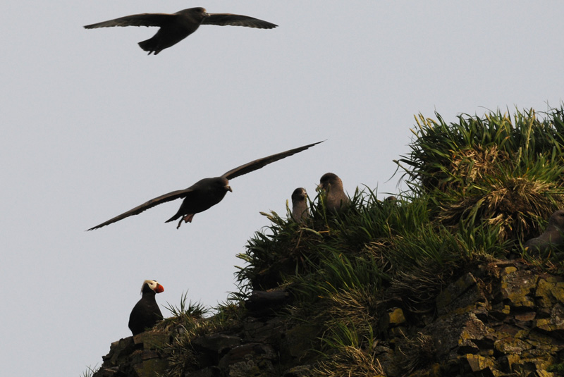   Fulmars  Tufted Puffin