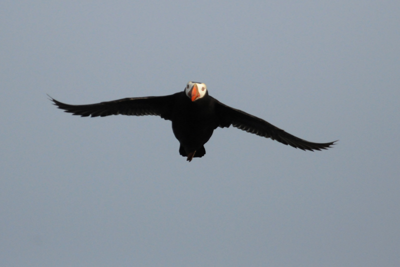 Tufted Puffin [Fratercula cirrhata]