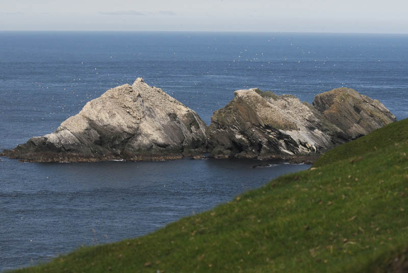 DSC_8464 Gannets.jpg