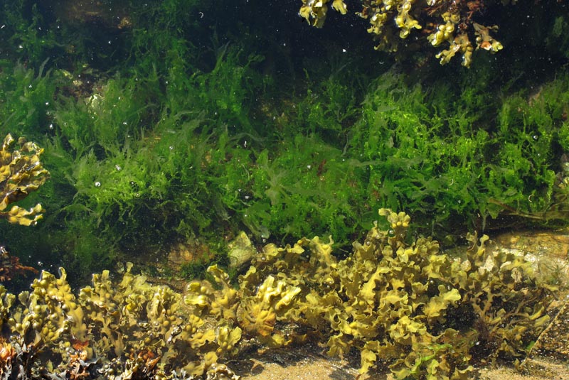 IMG_1158 Seaweed in tidal pool.jpg