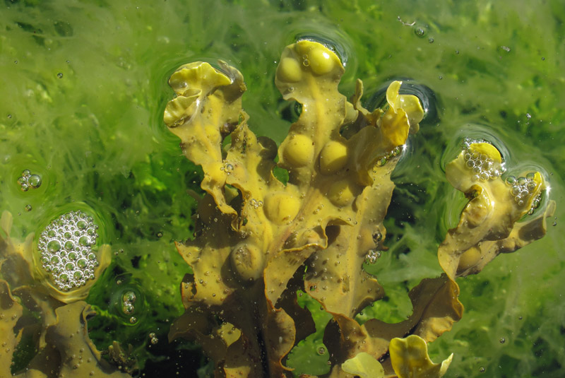 IMG_1163 Seaweed.jpg