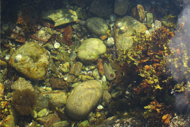IMG_1165 Tidal pool.jpg