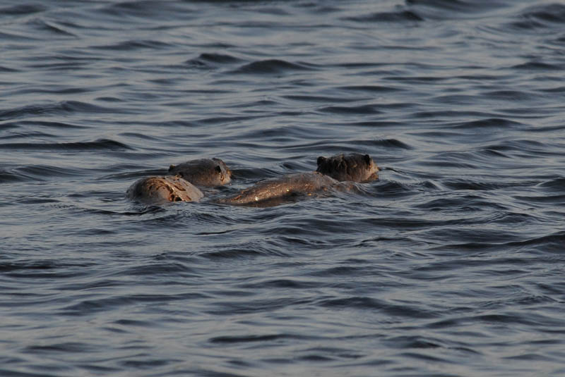 Otter - Lutra lutra