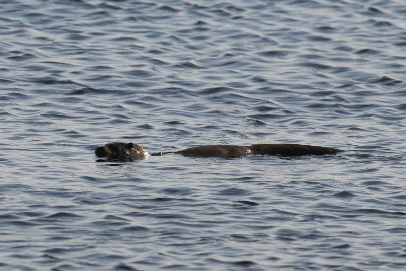 Otter - Lutra lutra