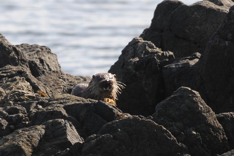 Otter - Lutra lutra