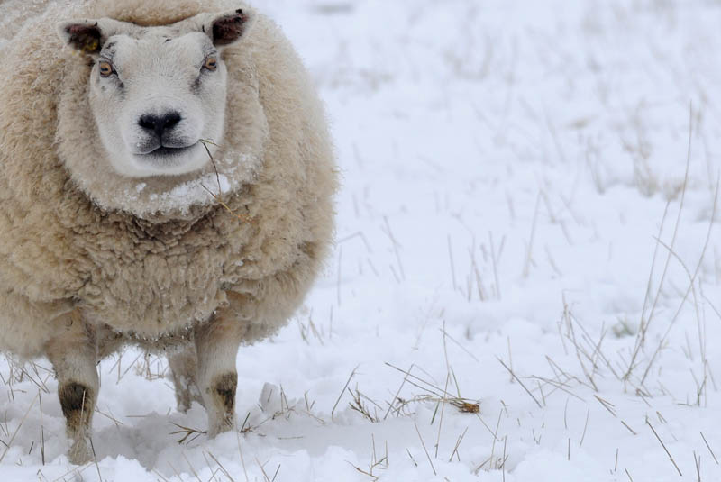 DSC_2582 schaap.jpg