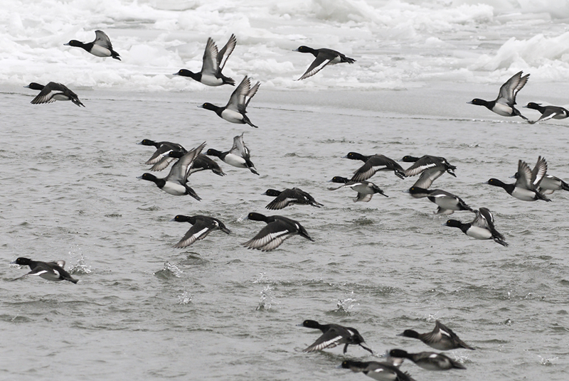 Tufted Duck - Kuifeend