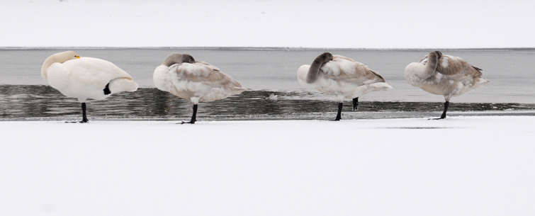 Whooper Swan - Wilde Zwaan - Cygnus cygnus