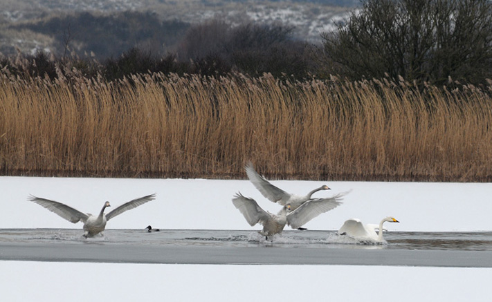 Whooper Swan - Wilde Zwaan - Cygnus cygnus
