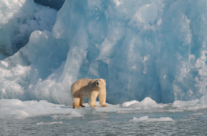 Polarbear - IJsbeer - Ursus Maritimus