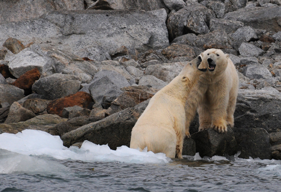 Polarbear - IJsbeer - Ursus Maritimus