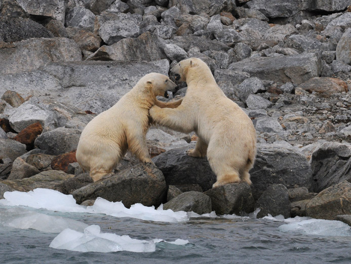 Polarbear - IJsbeer - Ursus Maritimus