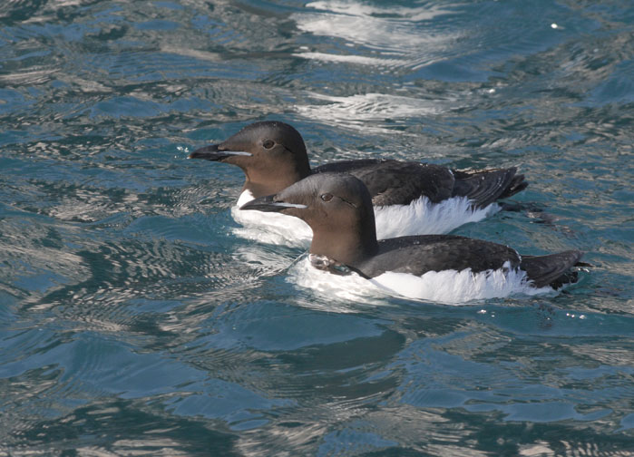 Brnnichs Guillemot - Kortbekzeekoet - Uria lomvia