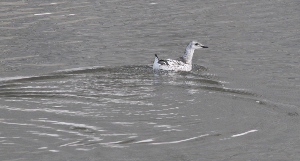 Black Guillemot- Zwarte Zeekoet - Cepphus grylle