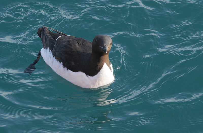 Brnnichs Guillemot - Kortbekzeekoet - Uria lomvia