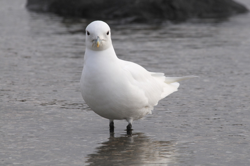 Ivory Gull - Ivoormeeuw - Pagophila eburnea