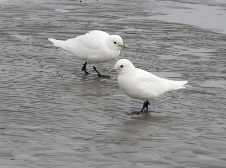 Ivory Gull - Ivoormeeuw - Pagophila eburnea
