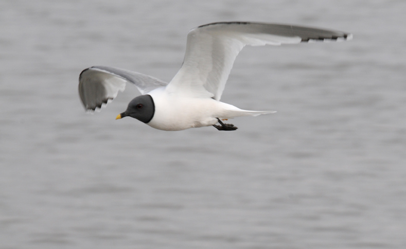 Sabines Gull - Vorkstaartmeeuw - Larus sabini