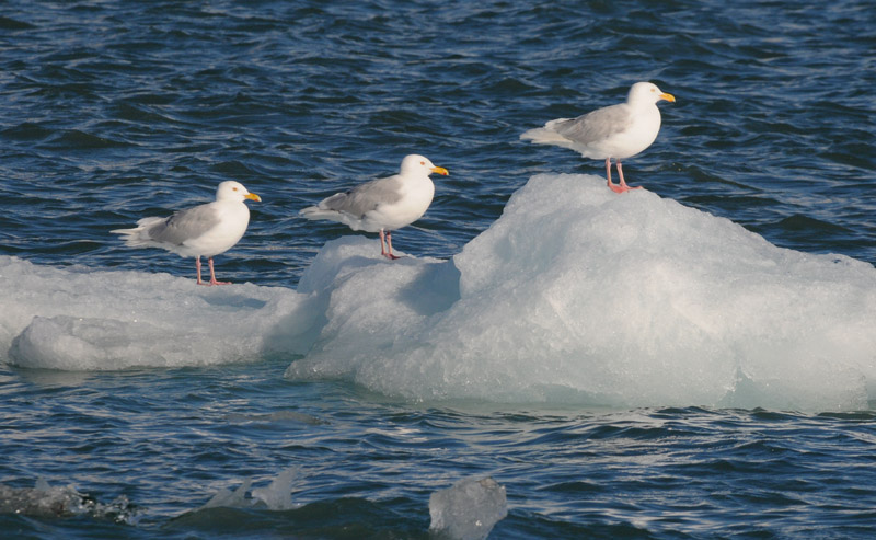 Glaucous Gull - Grote Burgemeester - Larus hyperboreus