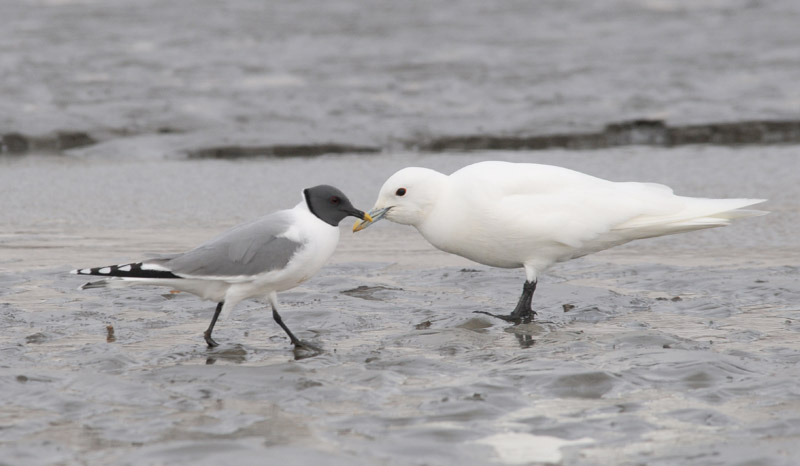 Sabines Gull - Vorkstaartmeeuw - Larus sabini