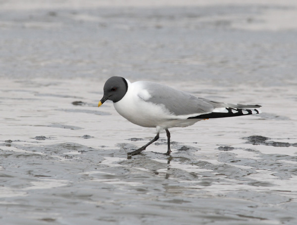 Sabines Gull - Vorkstaartmeeuw - Larus sabini