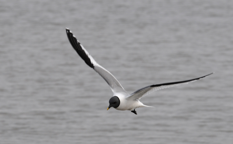 Sabines Gull - Vorkstaartmeeuw - Larus sabini
