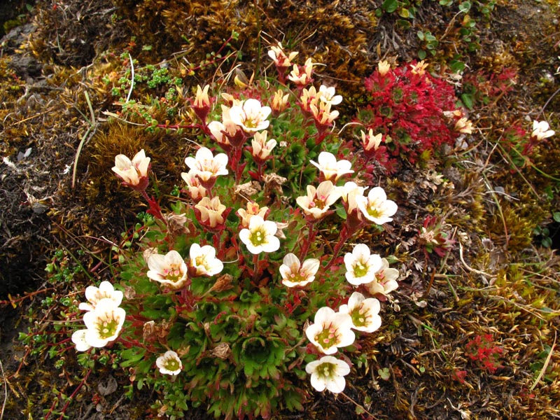IMG_2867 saxifraga.jpg