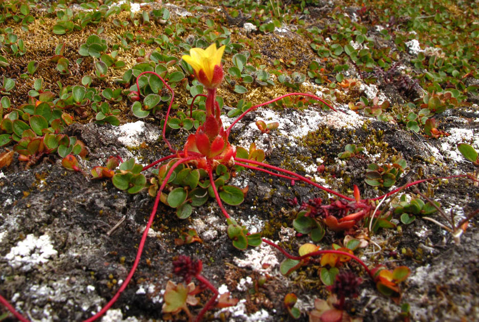 IMG_2857 flor 72.jpg