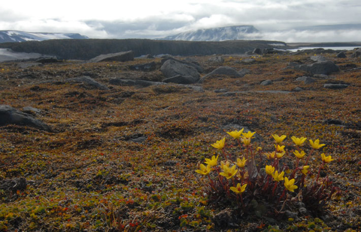 DSC_3469 spitsbergen vk.jpg