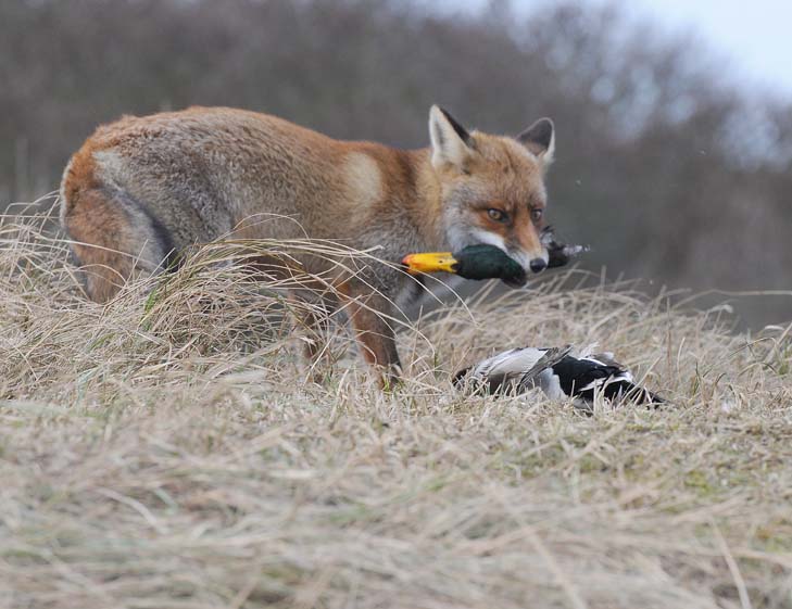 Red Fox - Vos