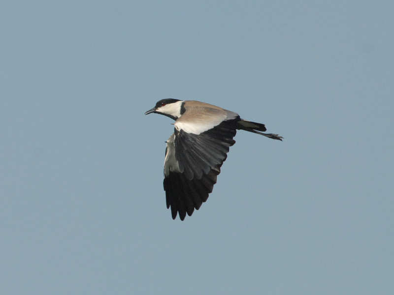 Spur-Winged Plover [Vanellus spinosus ]